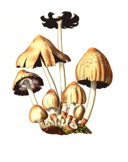 Agaricus ovalus