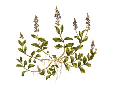 Real speedwell