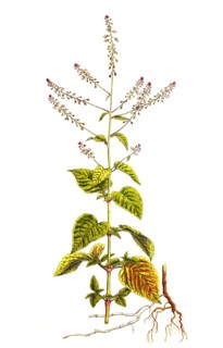 Great witch herb
