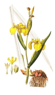 Marsh iris