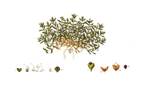 Bach source herb
