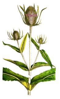 wild teasel