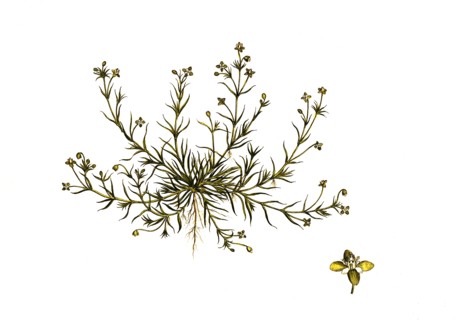 Prostrate Pearlwort