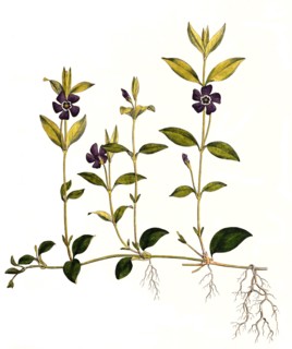 Small periwinkle