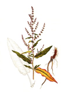 Meadow Sorrel