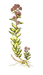 Big sedum