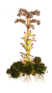 roof houseleek