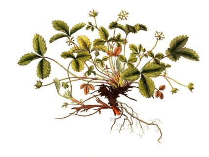 Fragaria sterilis