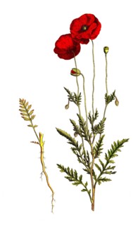 poppy