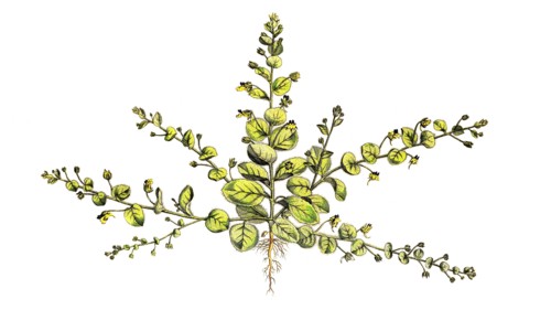 Egg-leaved Tannelwort