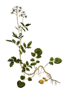 Bitter bittercress