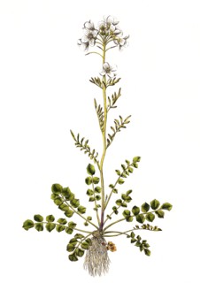 Meadow bittercress
