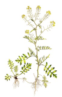 Wild watercress