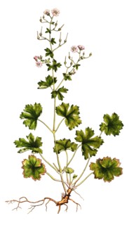 Pyrenean cranesbill