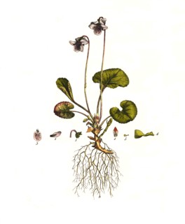Marsh Violet