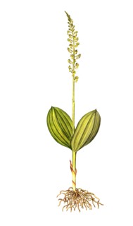 Large two-leaf