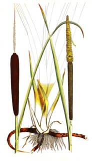 Broadleaf Cattail