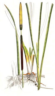 Narrow-leaved cattail