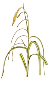 Hanging sedge