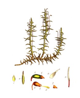 moss