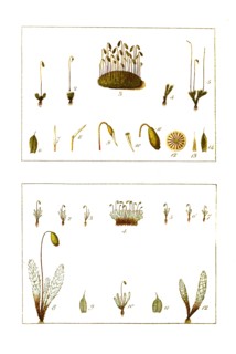 Lawn pear moss