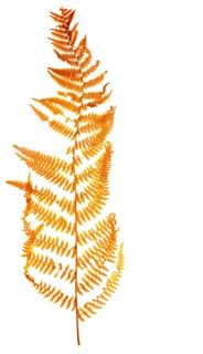 royal fern