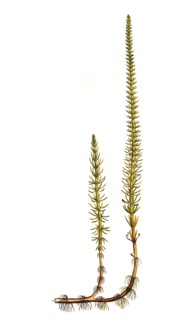 Common fir frond
