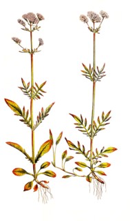 Small valerian