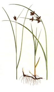 Common seaweed