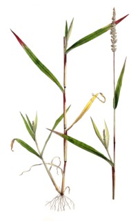 Panicum verticillatum