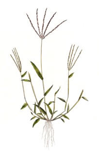 Panicum sanguinale