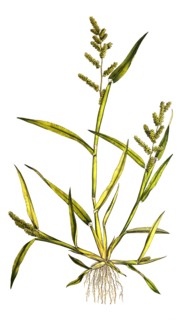 'Panicum crus galli