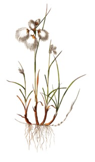 Narrow-leaved cotton grass