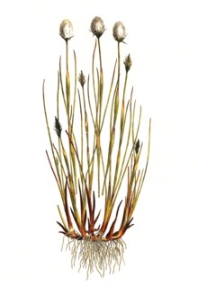 Sheath cotton grass