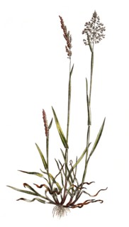 Wooly honey grass