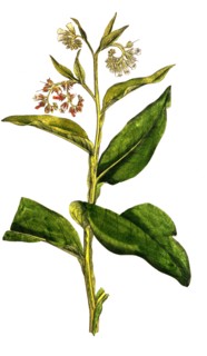 True comfrey