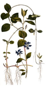 Large periwinkle