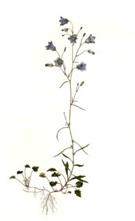 Round-leaved bellflower