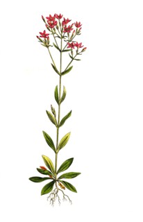 Real centaury