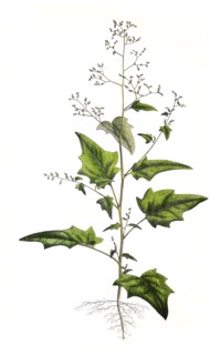 Bastard Goosefoot