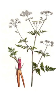 Meadow Chervil