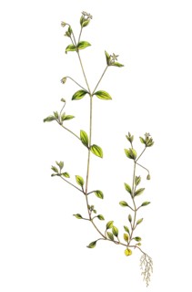 Arenaria trinervia