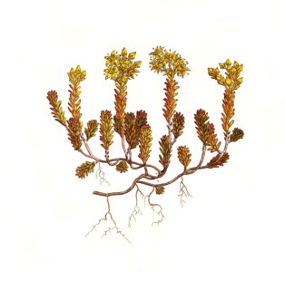 Mild stonecrop