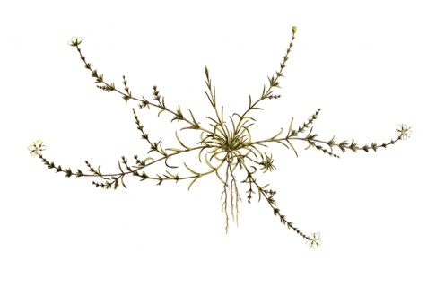 Spergula nodosa