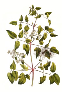 Common clematis