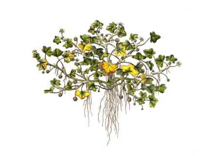 Ivy-Leaved Ranunculus