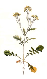 field radish