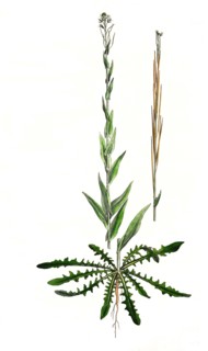 tower herb