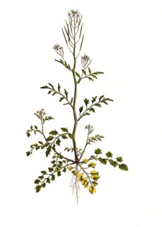Hairy bittercress