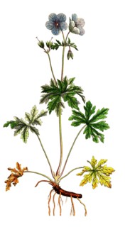 Meadow cranesbill